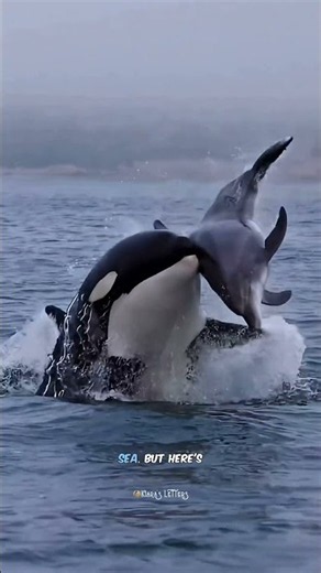 7 Shocking Orca Secrets: Ocean Gangsters or Sweethearts? 😱🐋