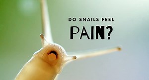 Do Snails Feel Pain? - UntamedAnimals
