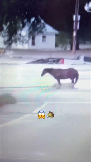 🚨 FLASH FLOOD EMERGENCY IN MO AS KATIE CAPTURES STRANDED HORSE ON RISING WATERS EDGE! 😱 #shorts