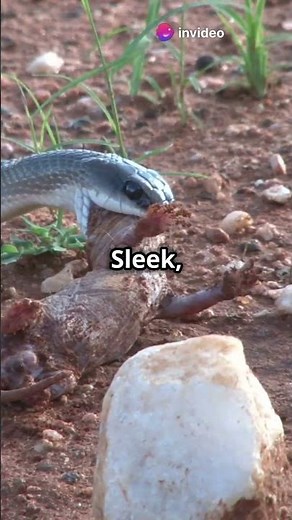 Cobra vs Black Mamba