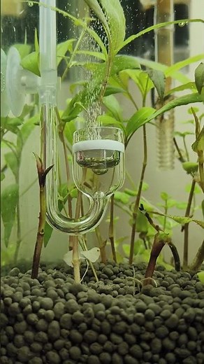 DIY CO2 for Aquarium | No Air Pump Needed! #DIYAquarium #AquariumOxygen #NoAirPump #spellfish