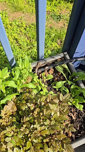 #Skinks are great backyard buddies as their sleek bodies and quick reflexes make them excellent hunters of insects. Having skinks in your yard will help control crickets, moths and cockroaches. The ancestors of this #Skink lived here long before my house arrived! Our 20 acres also homes mammals like deer, raccoons, chipmunks, opossums, foxes and mice. There are a variety of snakes, lizards, frogs, toads and insects. My favorite hummingbirds are here and love the insects they find in the flowers.