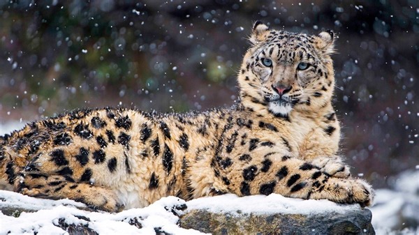 India's snow leopard population grows to 741, first scientific count released