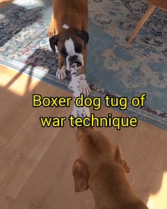 Boxer dog tug of war technique! These are my best moves... 😁 | Bobby from the bin