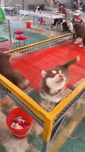 A giant Fluff-ball is charging at you! 💨🧸 | Baby Alaskan Malamute