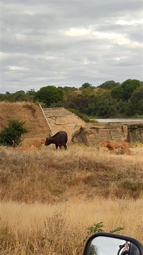 Incredible takedown filmed by @motswari_life guide @haydendensham - mortal enemies, lions vs buffalo. #Motswari #GreaterKruger #Timbavati #Safari #Wildlife #NewmarkExperiences | Motswari Private Game Reserve