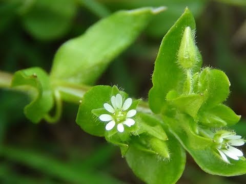 Common Chickweed, Stellaria media, chickenwort, craches, maruns, winterweed