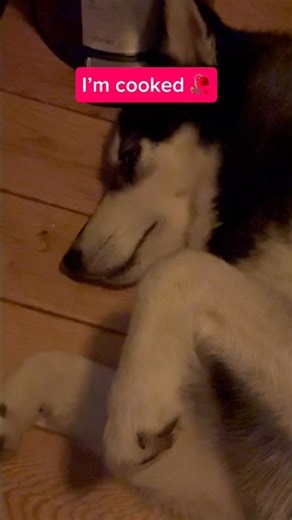I’m cooked 🥀 #husky #dog #funny