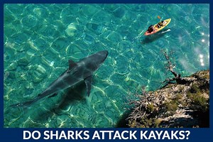 Kayaks And Sharks: Attraction And Attacks | Paddle Camp