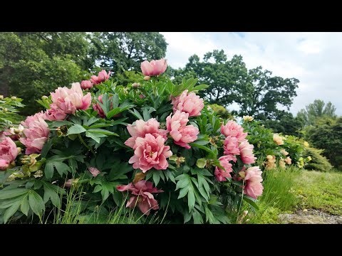 Peony Garden Tour (2025)