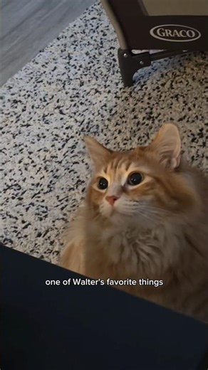 Him and silicon straws go way back 😂 #cat #cuteanimal #cutecat #cute #catvideos #cats #pets