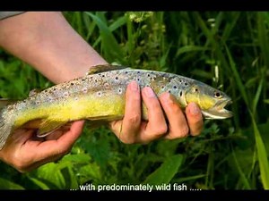 River Allen - Wimborne St Giles