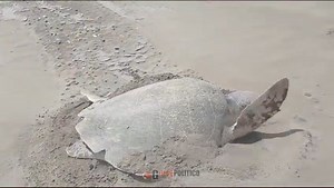 🌊🐢 Así luce la primera tortuga lora desovando en la playa Chachalacas, dejó 78 huevos en total, fue atendida por el campamento tortuguero La Playita. | Golpe Político