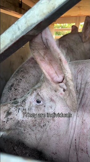 Pigs arriving for slaughter