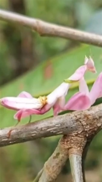 The rare and elusive orchid mantis, known as hymenopus coronatus, has been found in southwest China's Yunnan Province recently, exciting locals and entomologists with its beautiful appearance and incredible mimicry skills. #ChinainLens #ChorusofLife For more: https://english.cctv.com/ | CCTV