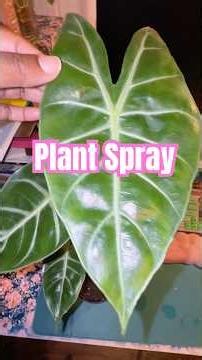 Paige’s Sexy Plant Juice Spray💦🌿