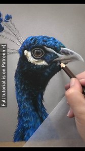 67K views · 1.8K reactions | The last minutes spent on a portrait make a real difference. Here, I am just adjusting the contrast a little more by darkening up some shadows. This can really enhance the three dimensional shape the artwork has and when drawing animals that is crucial. Pastels were such a great medium for this Peacock 連 - - - Reference photo: Mariya Popovich from Pixabay | Zara's Pet Portraits & Wildlife Art | Facebook