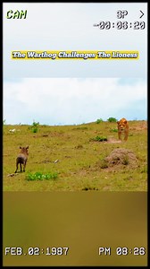 261K views · 2.8K reactions | The warthog challenges the lioness. #fyp #wildanimals #animals #lions #wildlife #foryou #lioness #lionking | Wildlife288 | Facebook
