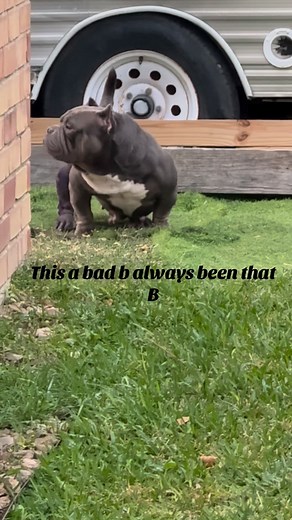 80 reactions | Twb Twbullies on Reels | Facebook