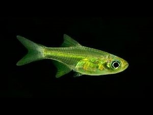 Neon Green Rasbora (Microdevario kubotai) and Cardinal Tetra New Build Update: