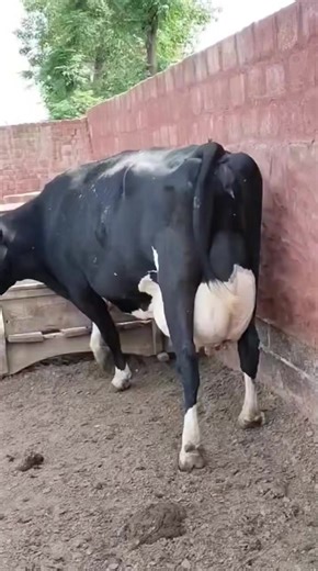 Holstein Friesian Cow Breed Information