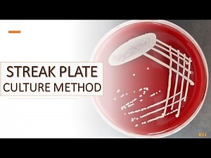 Streak plate culture method