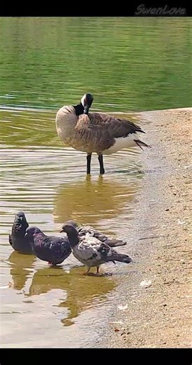 #Goslings 2024，last look 20240704 #Goose v1