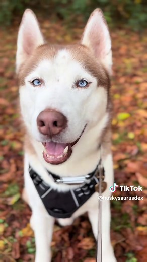 Understanding the Siberian Husky's Unique Personality