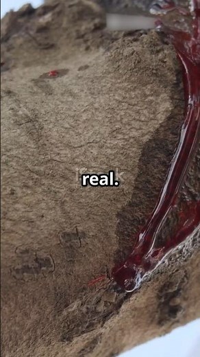 Why This Tree Bleeds Red #naturefacts #facts #marinemystery