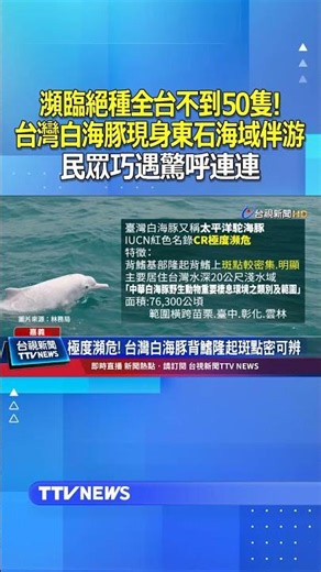 瀕臨絕種全台不到50隻 台灣白海豚現身東石海域伴游 民眾巧遇驚呼連連 #台灣白海豚 #東石海域