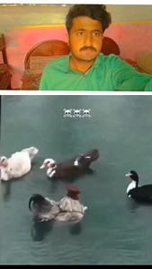 10K reactions · 120 shares | #viralchallengeeralreels #veralreelchanling #veralreel25 #024readingchallenge #veralreels #trendingreel #reelschallenge #veralpost #trading #treanding | Istilsh King | Facebook