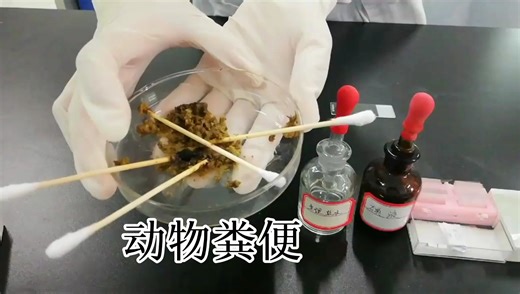 寄生虫实验——粪便检测