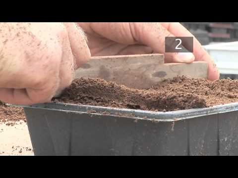 How To Plant Seeds in Starting Trays