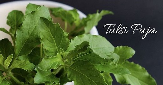 Significance of worshipping Tulsi plant every day