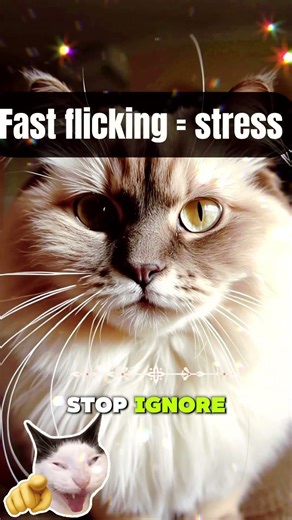 Miss This Cat Signal… Get Scratched 😾