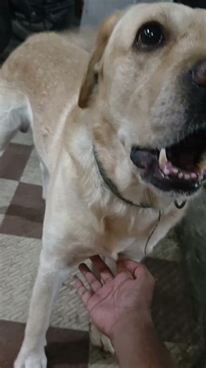 Labrador growling when his chest is touched