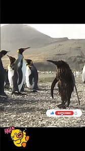 Hilarious Penguin Comedy Clips That Will Make You ROFL! part 766 #funny videos #funnyvideo #animals