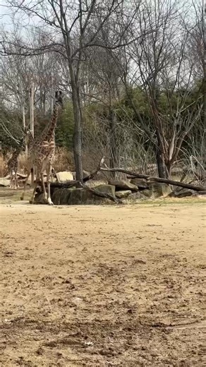Giraffes look like they are running in slow motion. | Cincinnati Zoo & Botanical Garden