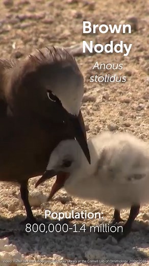 Don’t let the name trick you— our Bird of the Week is no fool! Though its scientific name (Anous stolidus) translates to "silly" and "slow," the Brown Noddy is a perfectly capable tropical tern. So why the harsh name? Human hubris. Early naturalists, like Carl Linnaeus, mischaracterized the Brown Noddy’s calm, trusting demeanor around humans as ignorance. In reality, these birds simply had no natural predators on their nesting islands, and therefore no instinct to fly away. Unfortunately, human