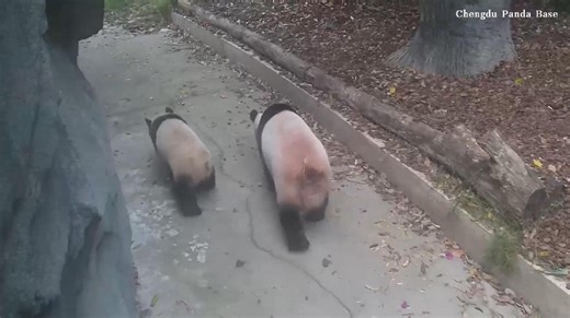 Panda mother, daughter perfectly in step showing off adorable synchronized walk A panda mother and her daughter were spotted enjoying a family walk at the Chengdu Research Base of Giant Panda Breeding in southwest China's Sichuan Province, with the pair keeping perfectly in step during their synchronized stroll. #ChinainLens #iPanda For more: https://english.cctv.com/ | CCTV