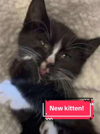 Next life update! On November 11th (11/11 …. Meant to be 🥹) i arrived to work at 5:30 AM and IMMEDIATELY heard very loud kitten screams in the parking lot! I grabbed some towels and followed the screams, and found this tiny nugget under the trash can near Starbucks. I put him in a box and turned on the space heater and he slept under my desk my entire shift. I was able to instantly find him a home, but we fell in love with him, and our other cat Challis didn’t mind him either. So we kept him!!!