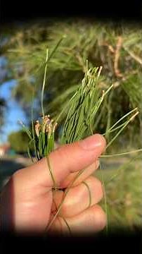 Homemade pine needle soda that taste like Sprite. “Part 1” ￼