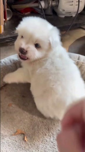 Cute dogs = instant happiness 😍 #cute #kawaii #pets