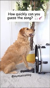 3K reactions · 84 shares | How quickly can you guess the song? . . #drummerdog #musicdog #dogmusic #cellodog #drums #cello #dogtricks | My Musical Dog | Facebook