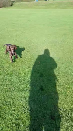 On point recall from the working Cocker & the baby Greyhound! 😄🥰🥰 | Doggydogs Gundogs Experience