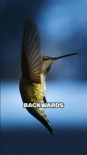 Why can KOLIBRIS fly backwards 🤯