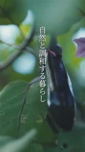 【私の憧れはベニシアさん】自然と調和する暮らし
