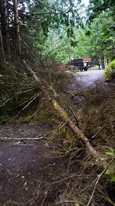 4.5K views · 37 reactions | This dead and rotten hemlock broke off during a wind and jammed itself into the tree next to it. I tossed a rope over it and yanked on it with a machine. #mitchzenobitrees #treework #treelife #trees #treecutting #timberfaller #logger #logging #lumberjack #arborist #newpost #logger1988 #pnw #viral #reel #reels #video #shorts #educational #tiktok | Mitch Zenobi | Facebook