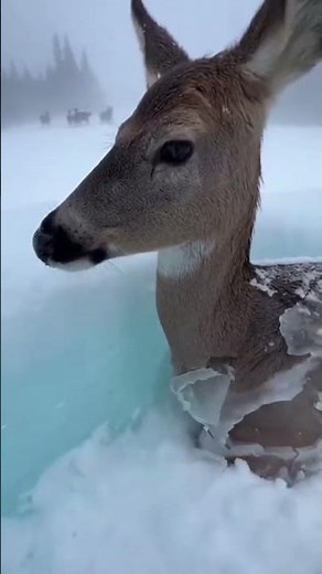 Deer Trapped on Thin Ice | Real POV Rescue