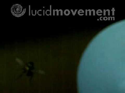 A fly taking off in high-speed / slow motion